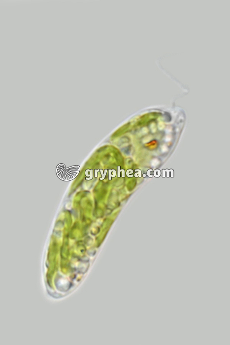 Euglène autotrophe (Euglena gracilis) x400 - gryphea.org